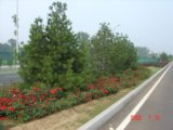 2008社會精品工程之北京房山區(qū)白楊東路綠化