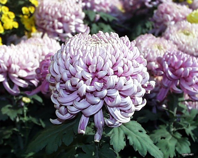 菊花的保健功效(組圖)