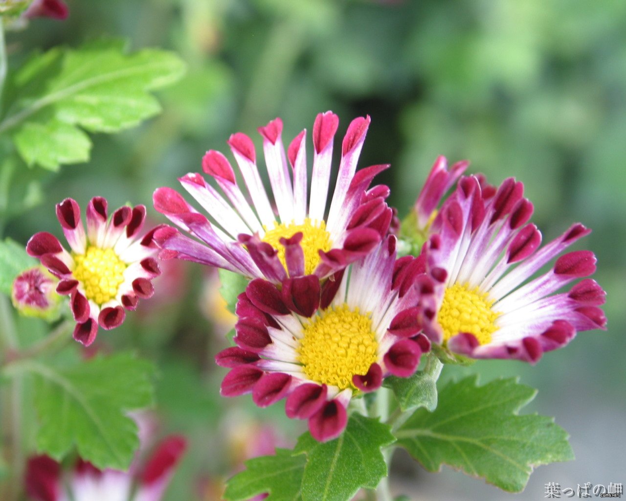 菊花的保健功效(組圖)