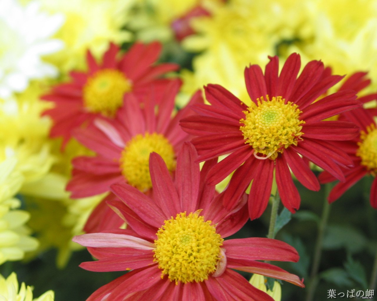 菊花的保健功效(組圖)