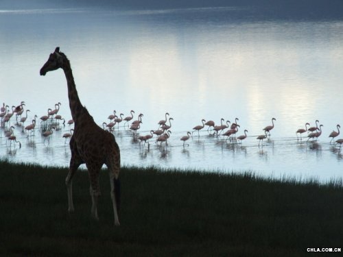 Nakuru���o�^(q��)