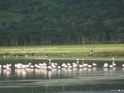 Nakuru���o�^(q��)