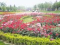 為期十天的鄭州第十四屆月季花展將于26日開幕