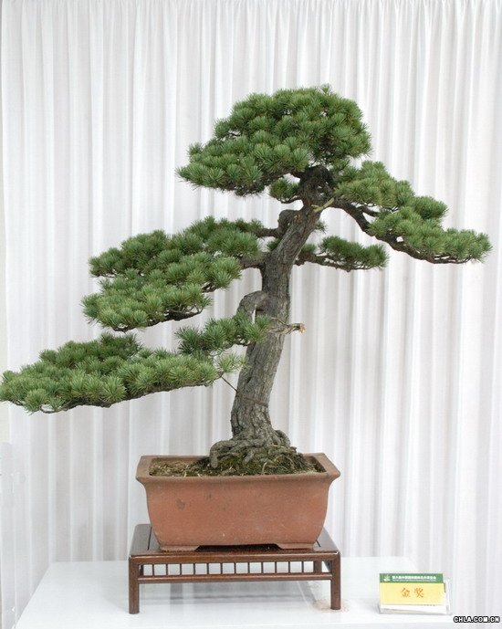 ��Ȼ����-��