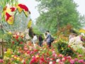 第三屆全國月季展在北京植物園舉辦