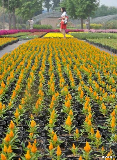 �W�\���g���c�^���û�������ǧ�f��