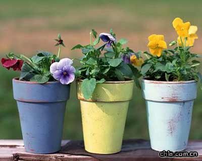 溫馨的家庭園藝7