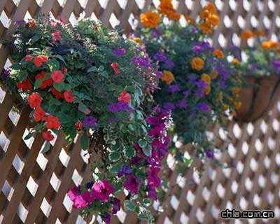 溫馨的家庭園藝3