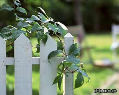 溫馨的家庭園藝6