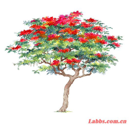 ���Lֲ��D�����P��ľ