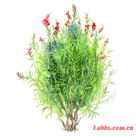 ���Lֲ��D�����A����