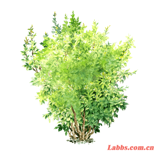 ���Lֲ��D������