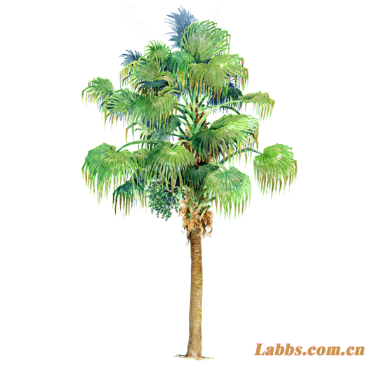 ���Lֲ��D�����ѿ�