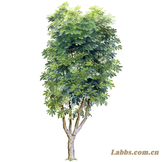 ���Lֲ��D�������_ľ