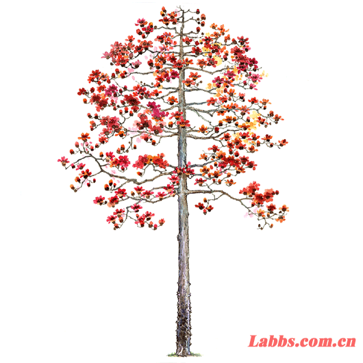 ���Lֲ��D����ľ��