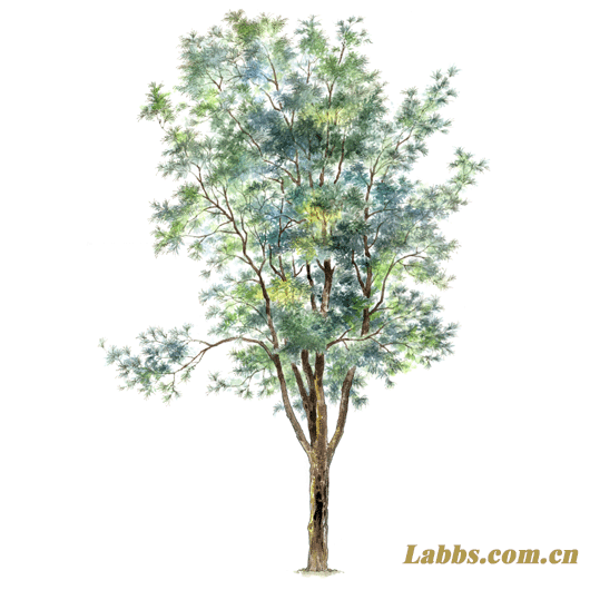 ���Lֲ��D����ľ���S