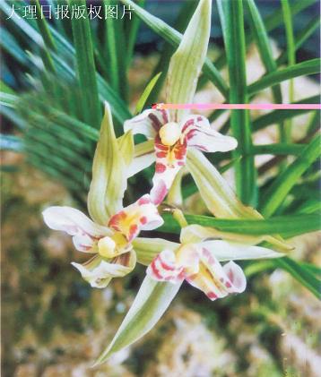 ����S�ǡ���ɏ���m������·N