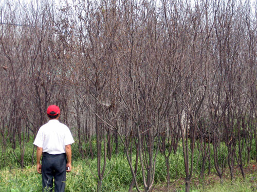 �㽭���ݔ�(sh��)ǧ��ľ����