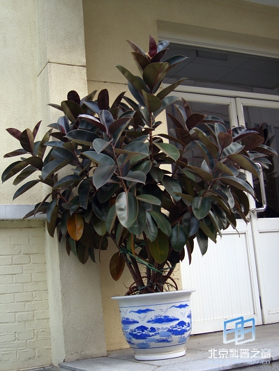 �Ă��y���׽Ƕ��x���b���_��ֲ��