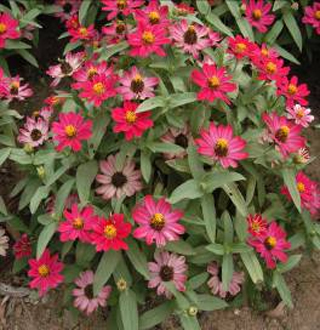 �S�����ղ�