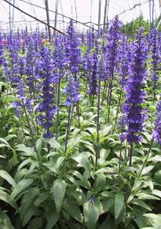 �{����β��