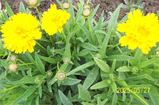 �󻨽��u��