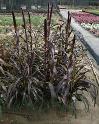 �^�p����