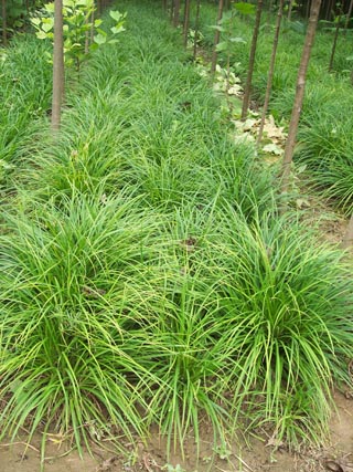 ����̦��