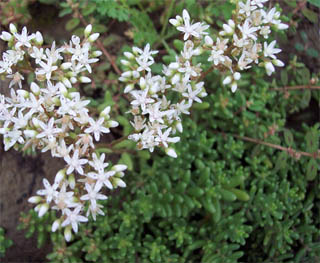 �׻�����