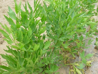 ���S�o��