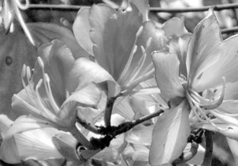 �a�⻨�G�ľG����N�����t�������