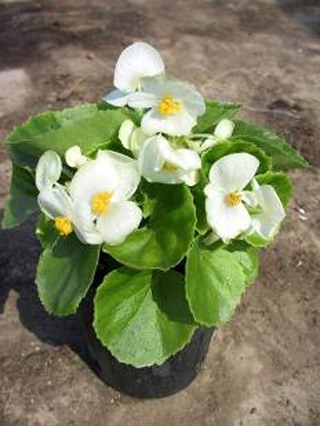 ‘綠葉白花’四季海棠