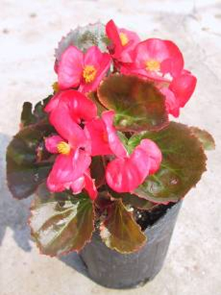 ‘紫葉玫紅花’四季海棠