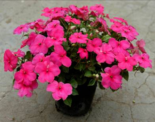 ‘粉紅色’非洲鳳仙