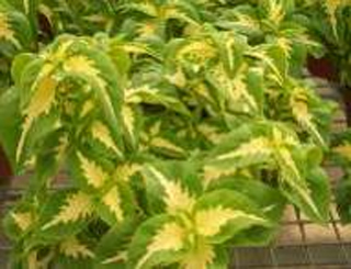 ���Gɫ�� ���~��