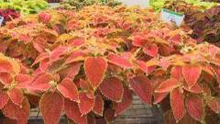 ��õ�tɫ�� ���~��