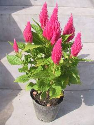 ‘粉紅色’雞冠