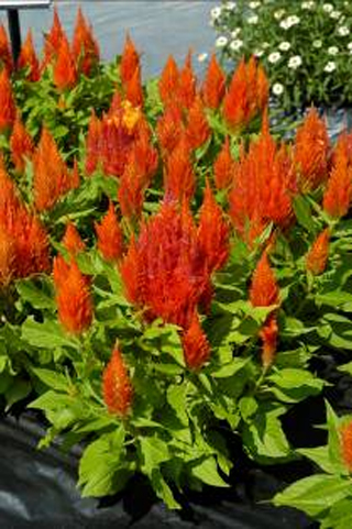 ‘城堡 橙色’雞冠