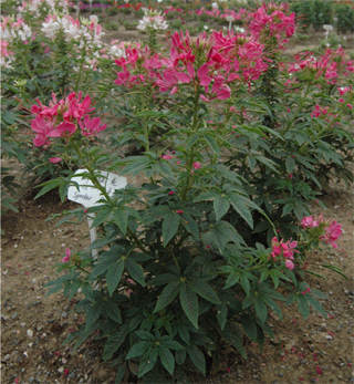 ‘玫紅色’ 醉蝶花