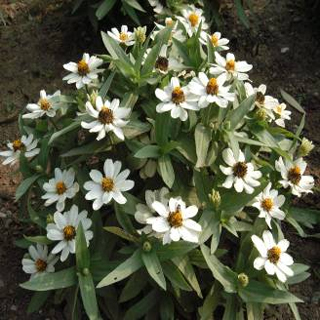 ����ɫ�����ղ�