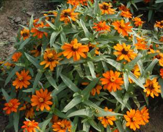 ����ɫ �����ղ�