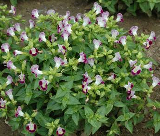 ���ϡ�����