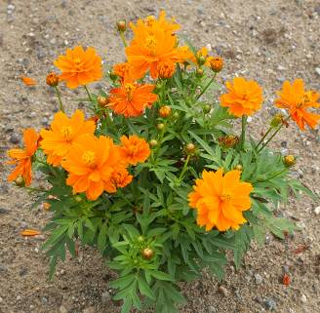 ‘橙色’硫華菊