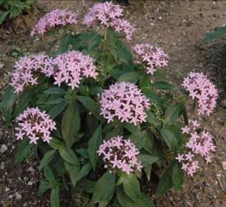 ��������ɫ�����ǻ�