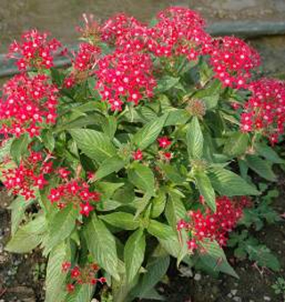 ��õ�tɫ�����ǻ�