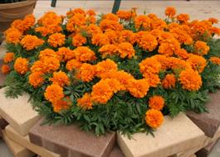 ���ȡ���ȸ��