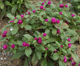 ‘紫色’ 千日紅