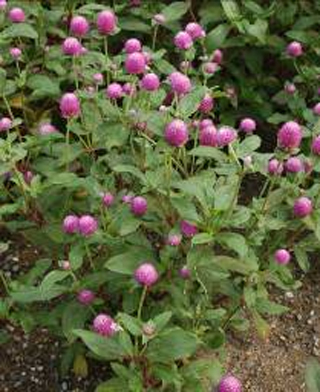 ‘粉色’千日紅