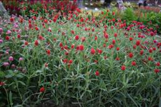 ‘紅色’ 千日紅