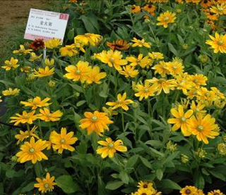 ‘黃’金光菊